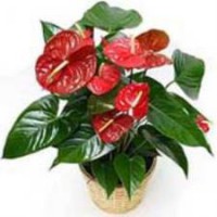 /album/foto%c4%9fraflar/anthurim1-jpg2/