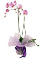 /album/foto%c4%9fraflar/o1-jpg/