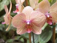 /album/foto%c4%9fraflar/orkide-jpg1/