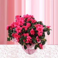 /album/anthurium/a%c3%a7elya-jpg1/