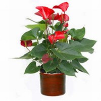 /album/anthurium/antorium-jpg1/